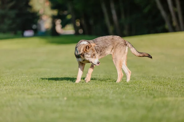 Perro Mestizo Paseo Perro Corriendo Sobre Hierba Lindo Perro Jugando —  Fotos de Stock