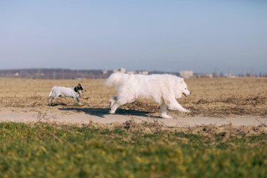 İki köpek otdoor oynuyor. Çimenlerde koşan bir grup köpek. Samoyed köpek cinsi. Avustralya sığır köpeği. Mavi Heller köpeği
