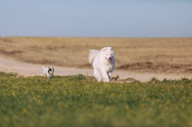 İki köpek otdoor oynuyor. Çimenlerde koşan bir grup köpek. Samoyed köpek cinsi. Avustralya sığır köpeği. Mavi Heller köpeği