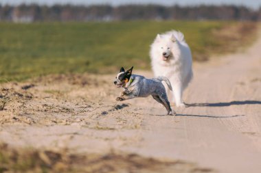 Avustralya Sığır Köpeği sahada. Mavi düdüklü yavru köpek çayırda koşuyor. Yavru köpek dışarıda oynuyor.