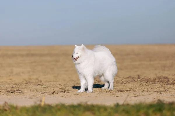在草地上养了只萨摩亚狗 毛绒绒的宠物田里的白毛狗 — 图库照片
