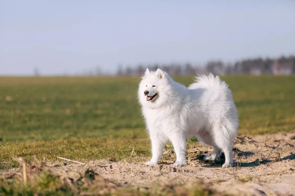 Samojerad Hund Ängen Ett Fluffigt Husdjur Vit Lurvig Hund Planen — Stockfoto