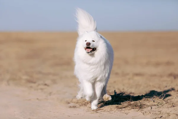 Samojanischer Hund Läuft Auf Der Wiese Flauschiges Haustier Weißer Pelziger — Stockfoto