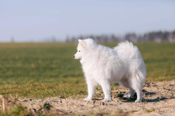 Samojanischer Hund Auf Der Wiese Flauschiges Haustier Weißer Pelziger Hund — Stockfoto