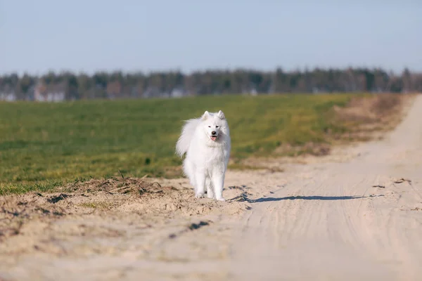 Σαμόιντ Ντογκ Στο Λιβάδι Χνουδωτό Κατοικίδιο Λευκό Γούνινο Σκυλί Στο — Φωτογραφία Αρχείου