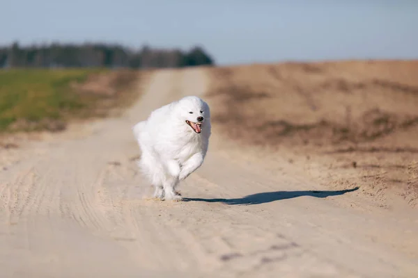 Cão Correr Prado Animal Estimação Fofo Cão Peludo Branco Campo — Fotografia de Stock