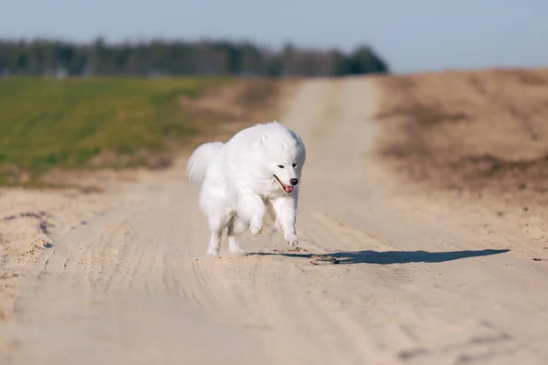 Samodzielny Pies Biegający Łące Puszyste Zwierzę Biały Futrzany Pies Boisku — Zdjęcie stockowe