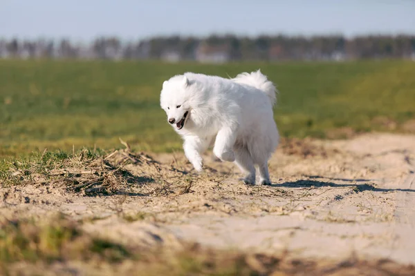 Samojerad Hund Som Springer Ängen Ett Fluffigt Husdjur Vit Lurvig — Stockfoto