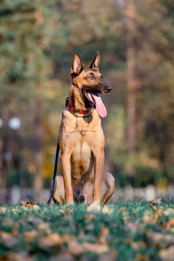 Belçika çobanı Malinois parktaki yaprakların arasında duruyor. Sonbahar, sonbahar. Yürüyüşteki mutlu köpek