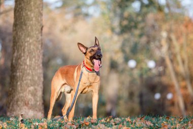 Belçika çobanı Malinois parktaki yaprakların arasında duruyor. Sonbahar, sonbahar. Yürüyüşteki mutlu köpek