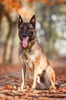 Belçika çobanı Malinois parktaki yaprakların arasında duruyor. Sonbahar, sonbahar. Yürüyüşteki mutlu köpek