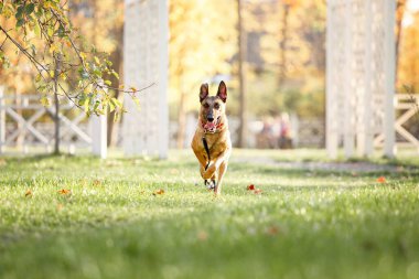 Belçika çobanı Malinois parktaki yaprakların arasında duruyor. Sonbahar, sonbahar. Yürüyüşteki mutlu köpek