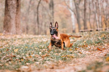 Belçika çobanı Malinois parktaki yaprakların üzerine uzanmıştı. Sonbahar, sonbahar. Yürüyüşteki mutlu köpek