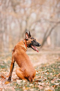 Belçika çobanı Malinois parktaki yaprakların arasında duruyor. Sonbahar, sonbahar. Yürüyüşteki mutlu köpek