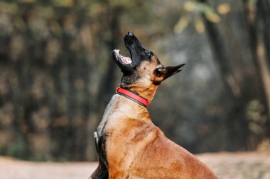 Belçika çobanı Malinois parktaki yaprakların arasında duruyor. Sonbahar, sonbahar. Yürüyüşteki mutlu köpek