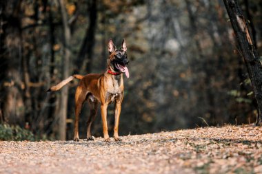 Belçika çobanı Malinois parktaki yaprakların arasında duruyor. Sonbahar, sonbahar. Yürüyüşteki mutlu köpek
