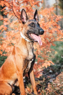 Belçika çobanı Malinois parktaki yaprakların arasında duruyor. Sonbahar, sonbahar. Yürüyüşteki mutlu köpek