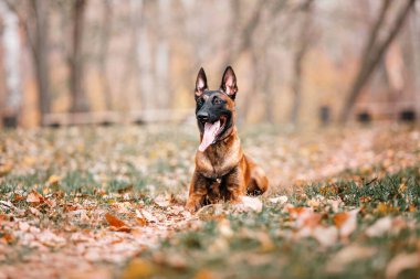 Belçika çobanı Malinois parktaki yaprakların arasında duruyor. Sonbahar, sonbahar. Yürüyüşteki mutlu köpek