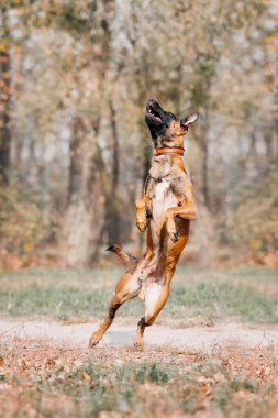 Belçika çobanı Malinois parktaki yaprakların arasında duruyor. Sonbahar, sonbahar. Yürüyüşteki mutlu köpek