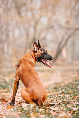 Belçika çobanı Malinois parktaki yaprakların arasında duruyor. Sonbahar, sonbahar. Yürüyüşteki mutlu köpek