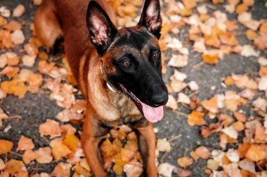 Belçika çobanı Malinois parktaki yaprakların arasında duruyor. Sonbahar, sonbahar. Yürüyüşteki mutlu köpek