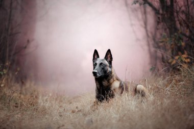 Belçika çobanı Malinois parktaki yaprakların üzerine uzanmıştı. Sonbahar, sonbahar. Yürüyüşteki mutlu köpek
