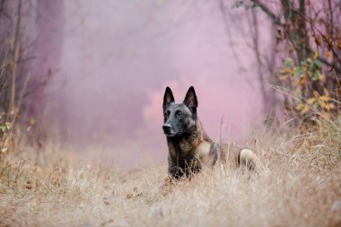 Belçika çobanı Malinois parktaki yaprakların üzerine uzanmıştı. Sonbahar, sonbahar. Yürüyüşteki mutlu köpek