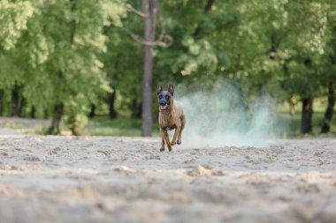 Belçikalı Çoban Malinois sahilde koşuyor. Yaz zamanı. Yürüyüşteki mutlu köpek