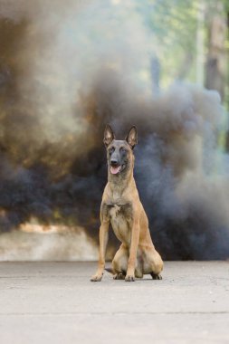 Belçika çoban köpeği Malinois açık havada. Renkli dumanlı bir köpek.
