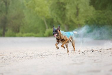 Belçika çoban köpeği kumsalda Holi renkleriyle oynuyor. Holi festivali. Köpek Holi fotoğrafı. Malinois