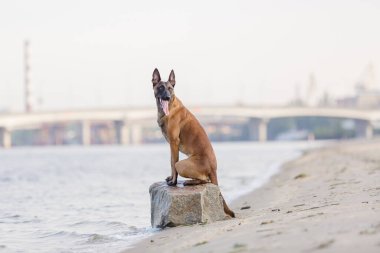 Belçikalı Çoban Malinois sahilde koşuyor. Yaz zamanı. Yürüyüşteki mutlu köpek
