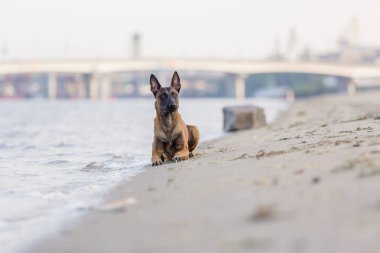 Belçikalı Çoban Malinois sahilde koşuyor. Yaz zamanı. Yürüyüşteki mutlu köpek