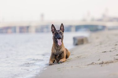 Belçikalı Çoban Malinois sahilde koşuyor. Yaz zamanı. Yürüyüşteki mutlu köpek