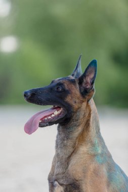 Belçika çoban köpeği kumsalda Holi renkleriyle oynuyor. Holi festivali. Köpek Holi fotoğrafı. Malinois köpeği