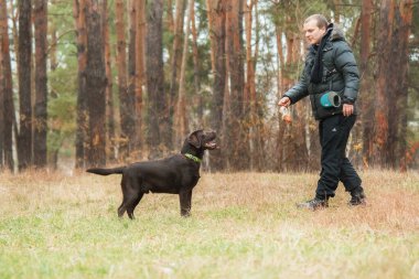 Labrador Retriever Dog sahada ürer. Köpek yeşil çimlerin üzerinde koşuyor. Açık havada etkin köpek.