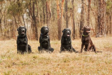 Labrador Retriever Dog sahada ürer. Köpek yeşil çimlerin üzerinde koşuyor. Açık havada etkin köpek.