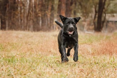 Labrador Retriever Dog sahada ürer. Köpek yeşil çimlerin üzerinde koşuyor. Açık havada etkin köpek.