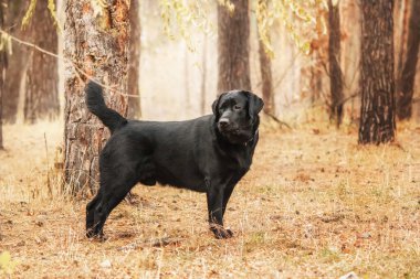 Labrador Retriever Dog sahada ürer. Köpek yeşil çimlerin üzerinde koşuyor. Açık havada etkin köpek.