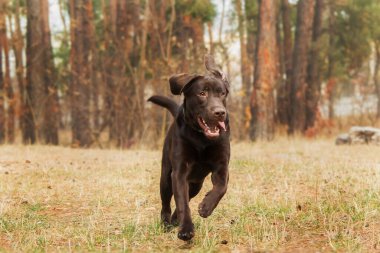 Labrador Retriever Dog sahada ürer. Köpek yeşil çimlerin üzerinde koşuyor. Açık havada etkin köpek.