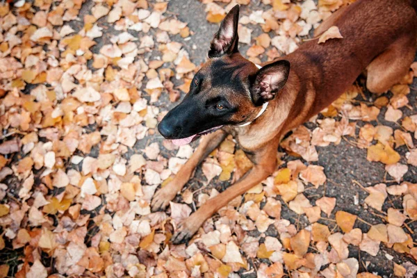 Belgischer Schäferhund Malinois Steht Umgefallenem Laub Öffentlichen Park Herbst Herbst — Stockfoto