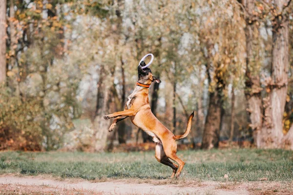 Belgischer Schäferhund Malinois Steht Umgefallenem Laub Öffentlichen Park Herbst Herbst — Stockfoto