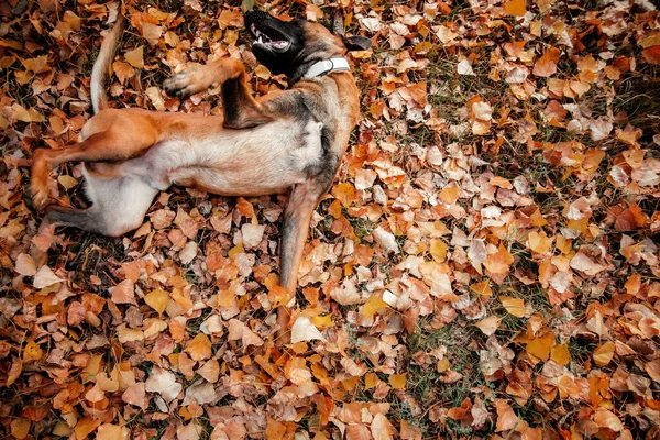 Belgický Ovčák Malinois Stojí Spadlém Listí Veřejném Parku Podzim Podzim — Stock fotografie