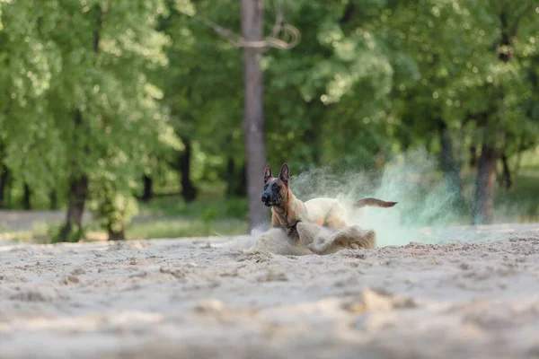 Belçikalı Çoban Malinois sahilde koşuyor. Yaz zamanı. Yürüyüşteki mutlu köpek