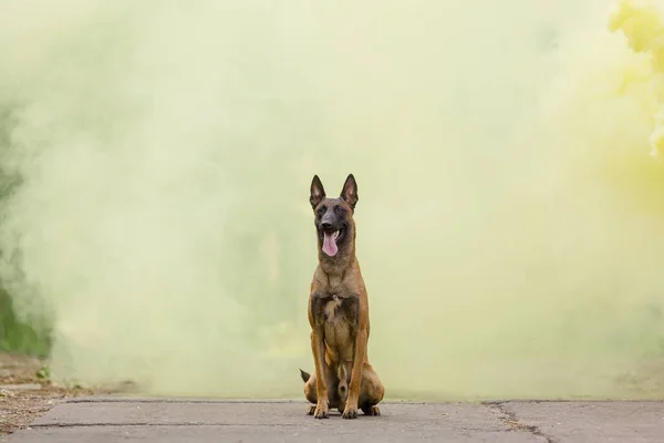 Belgian Shepherd Malinois dog outdoor. Dog with colorful smoke