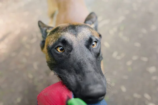 Belgischer Schäferhund Malinois Hundeporträt Sommerzeit Glücklicher Hund Auf Dem Spaziergang — Stockfoto