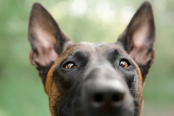 Belgiska Herde Malinois Hund Porträtt Sommartid Lycklig Hund Promenad — Stockfoto