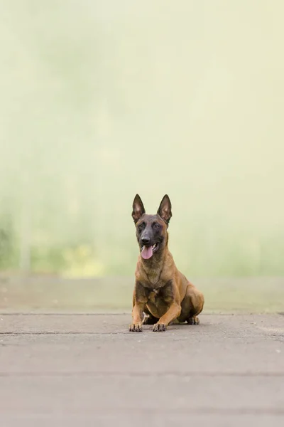 Belgischer Schäferhund Malinois Hund Freien Hund Mit Buntem Rauch — Stockfoto