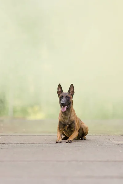 Belgian Shepherd Malinois Dog Outdoor Dog Colorful Smoke — Stock Photo, Image