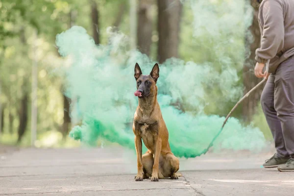 Belgiska Shepherd Malinois Hund Utomhus Hund Med Färgglad Rök — Stockfoto