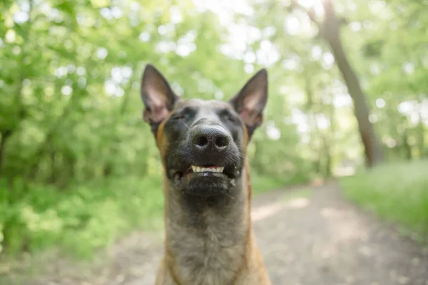 Belgiska Herde Malinois Hund Porträtt Sommartid Lycklig Hund Promenad — Stockfoto